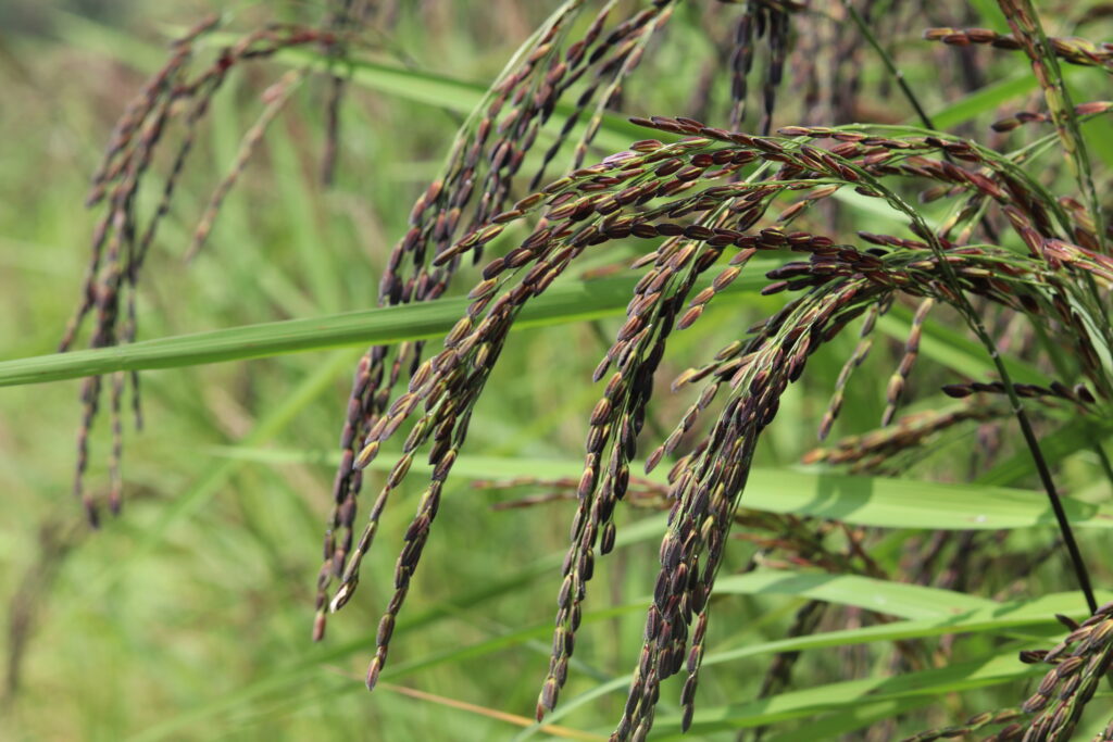 why-is-black-rice-called-forbidden-rice-rice-recipes