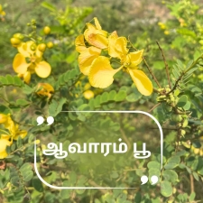 உலர் ஆவாரம்பூ