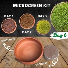 Clay Microgreen Kit | For kids | Grow your own sprouts